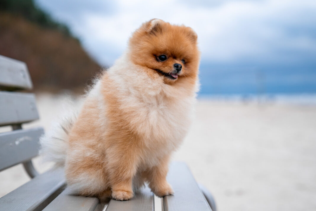 adorable pomeranian spitz dog sitting wooden bench beach