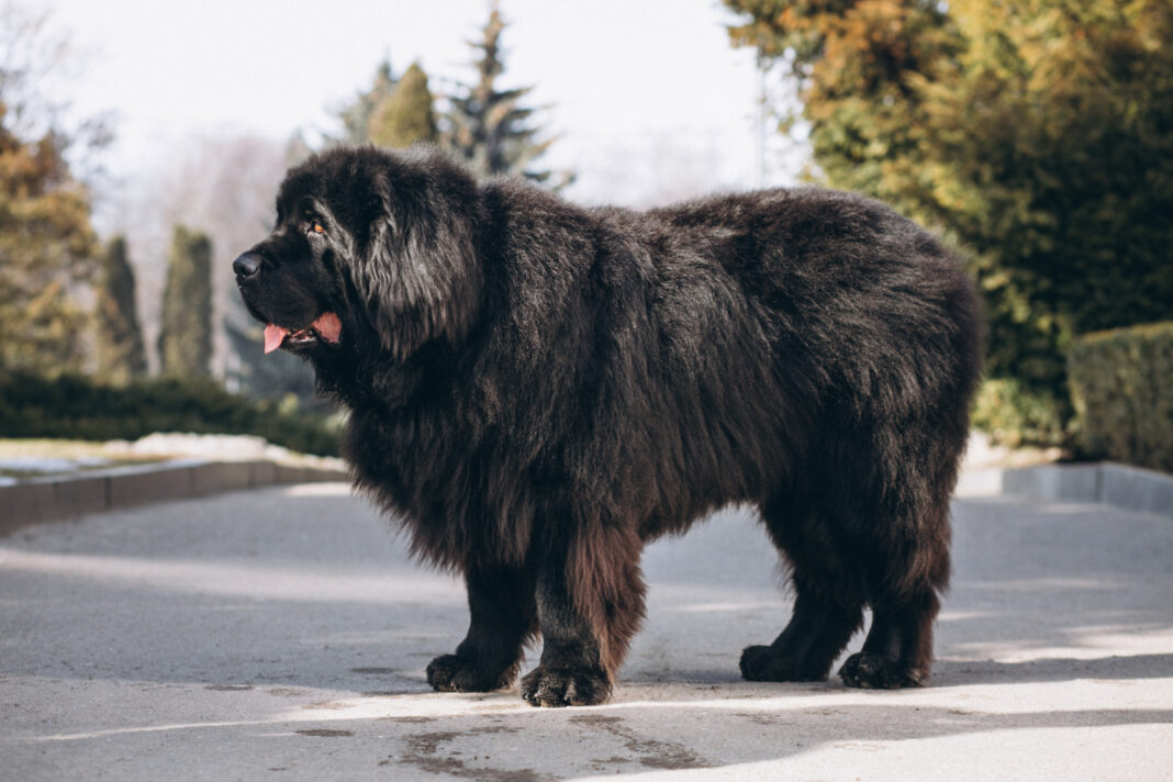big black dog outside park