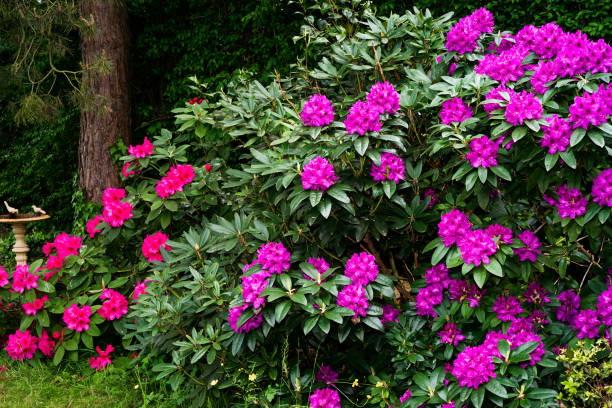 Rododendro e Azalea (Rhododendron spp.):