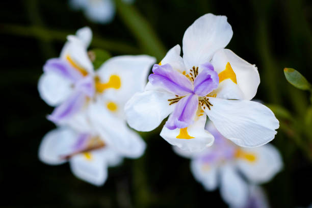 Per coltivare gli iris correttamente, seguire questi suggerimenti: