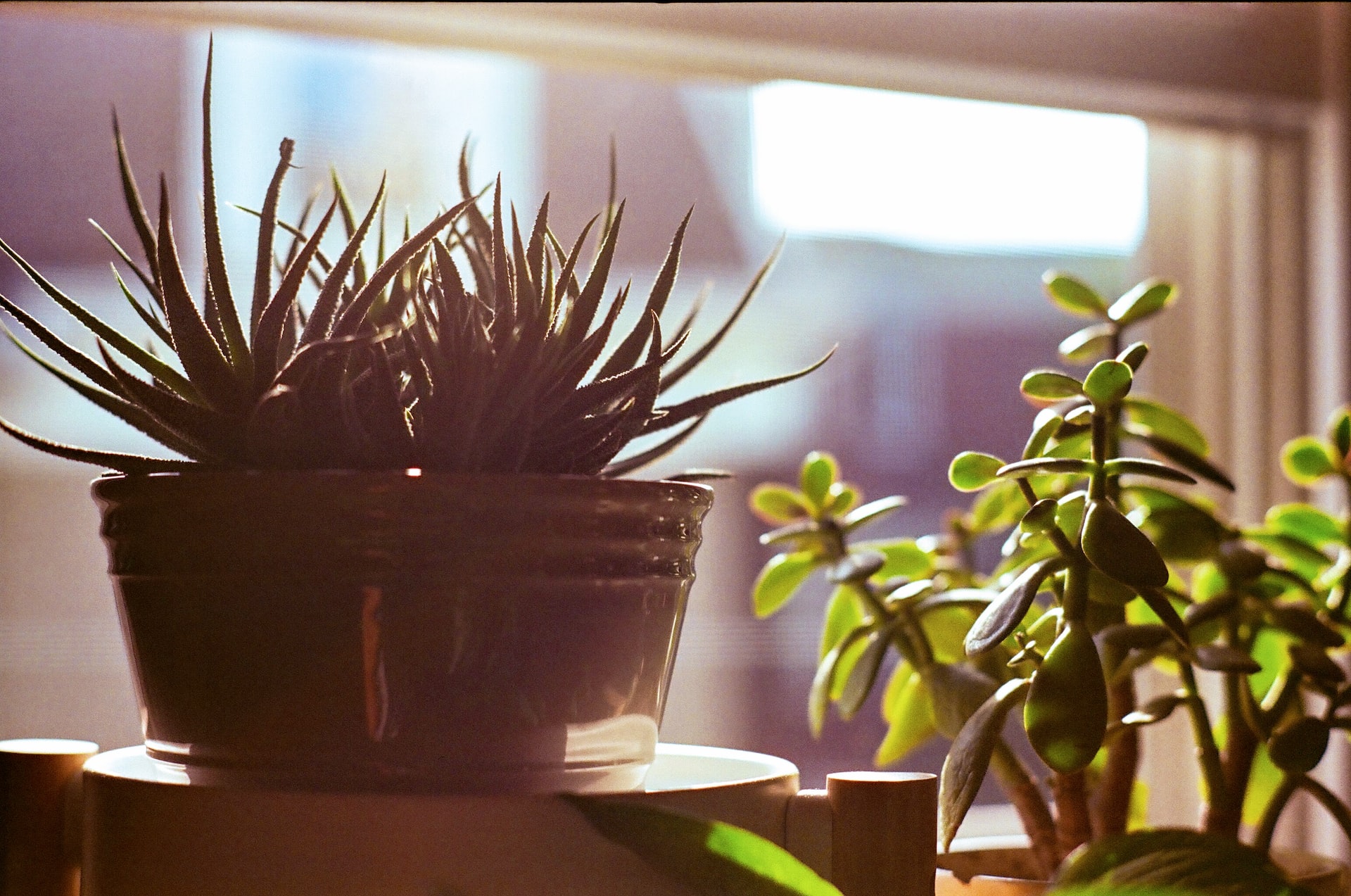 Creare un angolo di relax con piante in vaso.